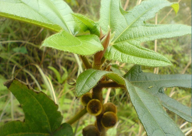 五指毛桃猪骨汤