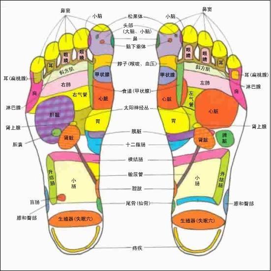 以中医理论为指导,研究 a href="#" data-lemmaid="1110983">经络 /a>