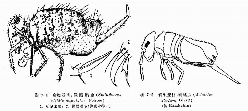 collembola