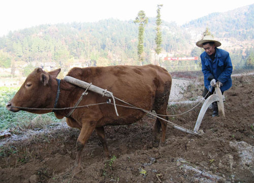 整秧滑"一般在雨后半个小时进行,工具包括:骚牯牛,滑口四件套(滑口