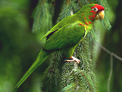 米特雷锥尾鹦鹉