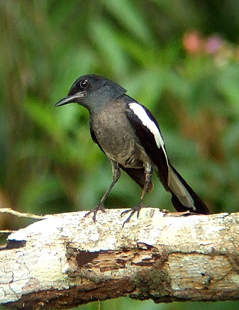  p>鹊鸲(学名: i>copsychus saularis /i>):为雀形目,鹟科,鹊鸲属的