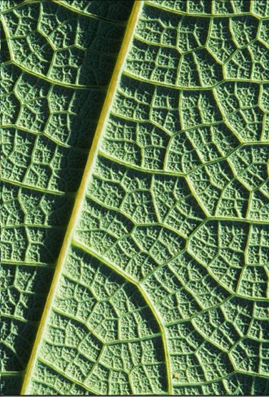 ">叶脉 /a> a target="_blank" href="/item/脉序">脉序 /a>的一种