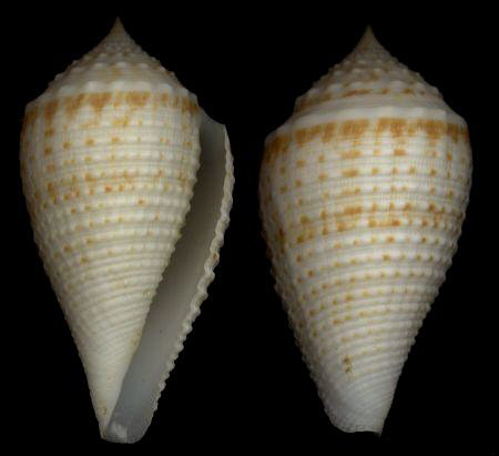  p>罗兰芋螺是芋螺科, a href="#" data-lemmaid="13571915">芋螺属 