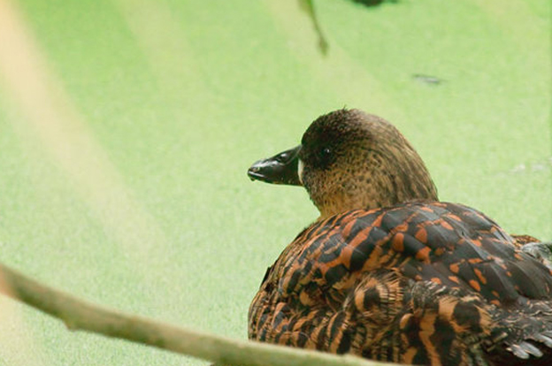  p>白背鸭(学名:thalassornis leuconotus)是鸭科白背鸭属的唯一物种.