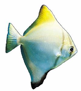  p>观赏鱼是指具有观赏价值的有鲜艳色彩或奇特形状的鱼类.