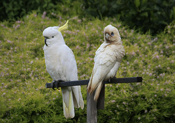  p>小凤头鹦鹉(学名 : i>cacatua sanguinea /i>)是 a href="#">鹦形
