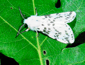 白蛾(学名: i>hyphantria cunea /i>)是灯蛾科,白蛾属蛾类,为白色蛾子