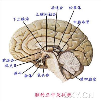 大脑