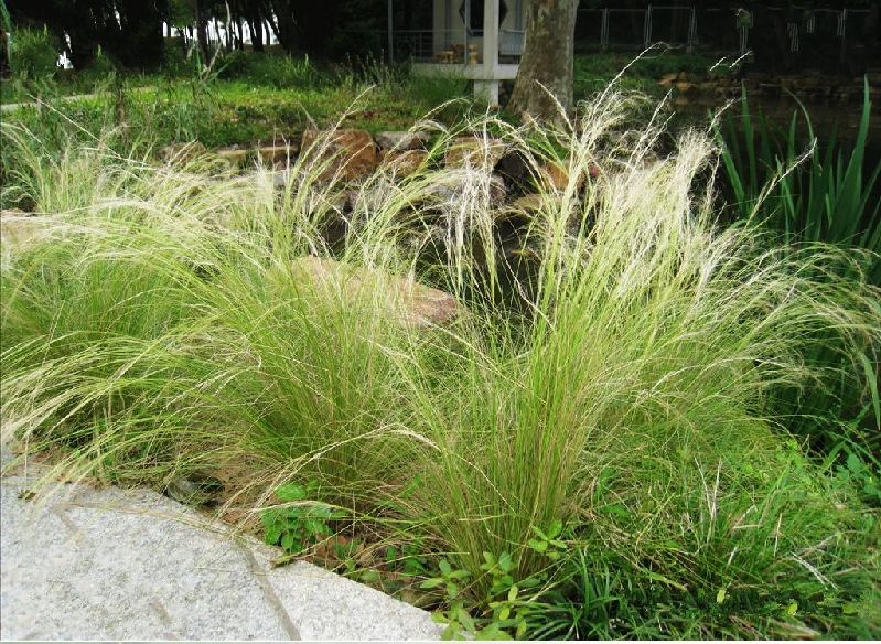 细叶针茅