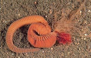  p>多毛纲是环节动物最大一个纲.