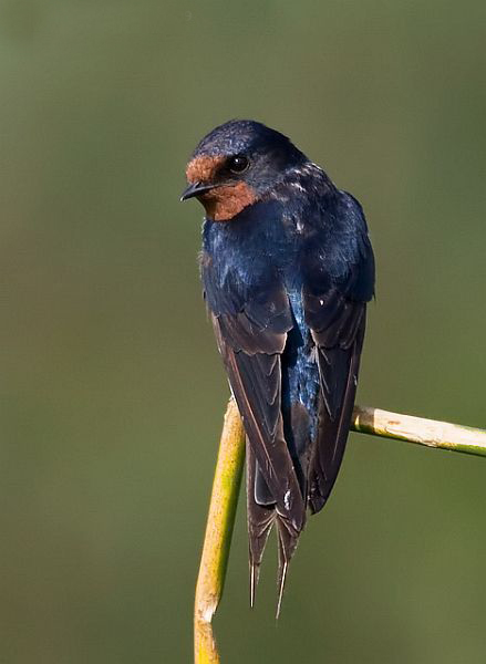 hirundo rustica gutturalis