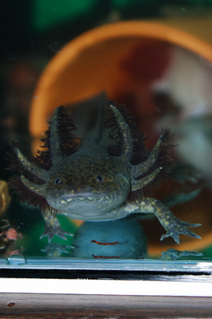 美西螈,学名 a href="#">墨西哥钝口螈 /a>(学名:ambystoma mexicanum