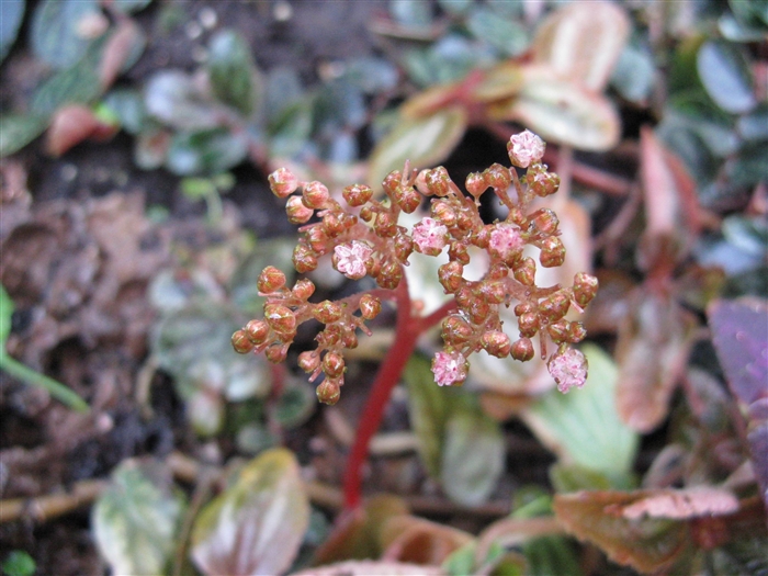  p data-id="tbjc0mxgltij">吐烟花( i>pellionia repens /i> (lour.