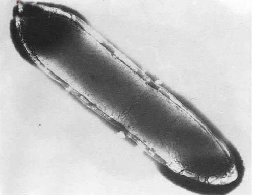 clostridium difficile