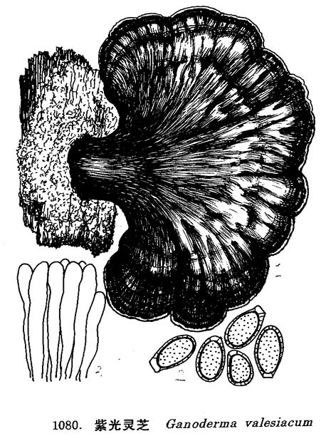 ganoderma valesiacum boud.