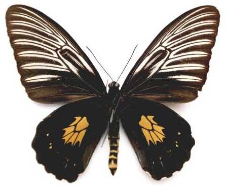  p>苏格拉底小斑裳凤蝶(学名:troides haliphron socrates)是 a