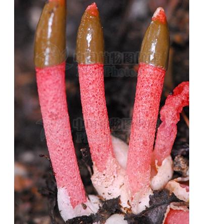  p>蛇头菌学名为"mutinus caninus",可以称得上是最丑陋的菌类.