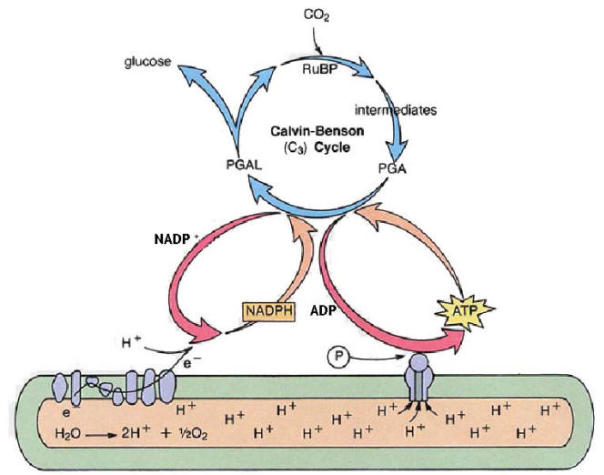  p> a>卡尔文 /a>循环(calvin cycle),一译 a href="#" data-lemmaid=