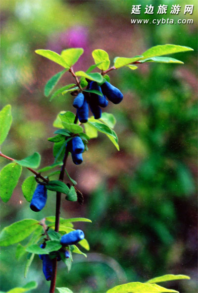 ex herd.)是忍冬科,忍冬属 a href="#">蓝果忍冬 /a>的变种.