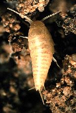  p>缨尾目(学名thysanura)指的是 a target="_blank" href="/item