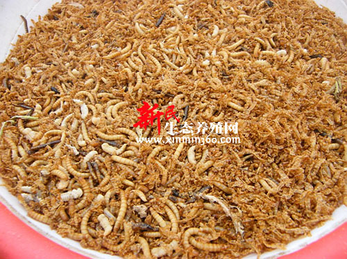  p>黄粉虫俗名面包虫,为鞘翅目拟步行科粉甲属的昆虫.