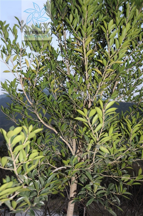  p>小叶月桂(osmanthus minor p. s.