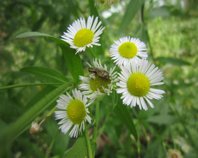  p>飞蓬(学名: i>erigeron acer /i> linn.