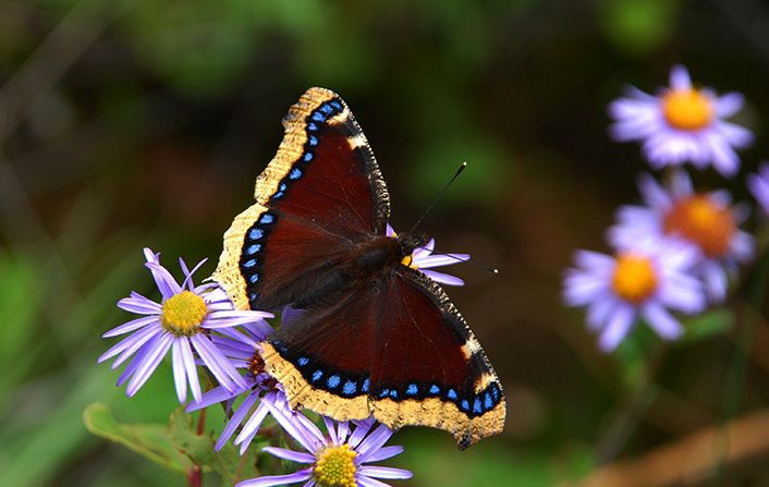  p>黄缘蛱蝶 ngmphalis antiopa( linnatns)是鳞翅目蛱蝶科蛱蝶亚科
