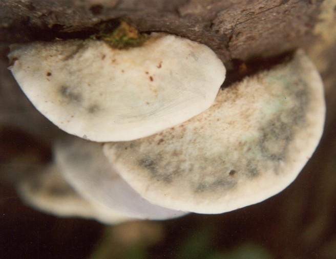  p>杏黄干酪菌,属多孔菌目, a href="#" data-lemmaid="11033713">