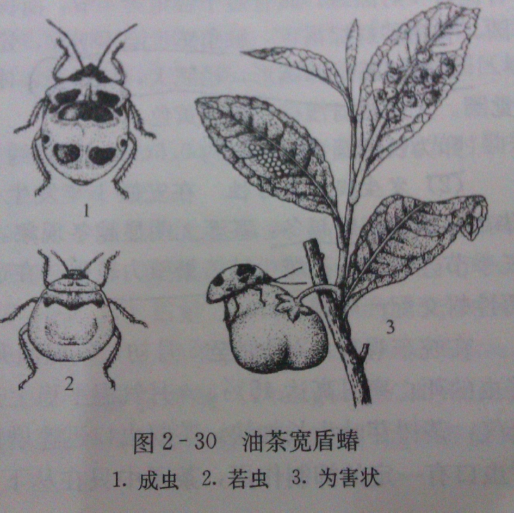 油茶宽盾蝽