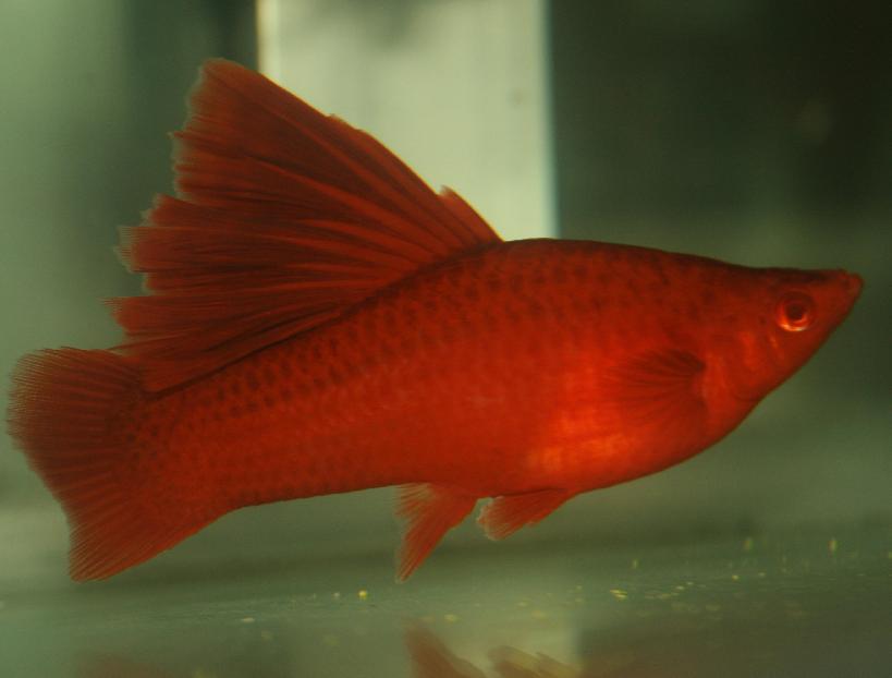  p data-id="gnwtl5p3xy">高鳍红剑尾鱼是在20世纪50年代由美国 a