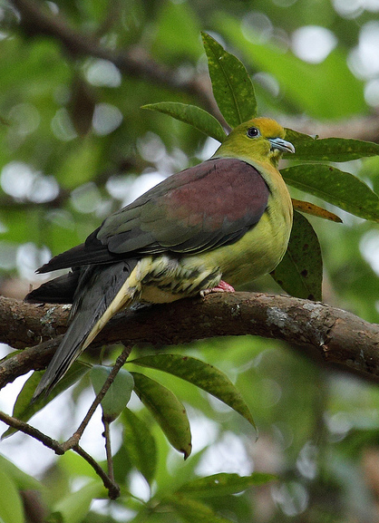  p>楔尾绿鸠(学名: i>treron sphenura /i>)鸠鸽科绿鸠属的一种鸟类