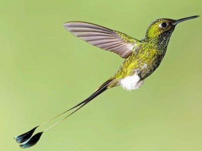  p>盘尾蜂鸟 ,蜂鸟科的一种,主要分布于南美洲. /p>