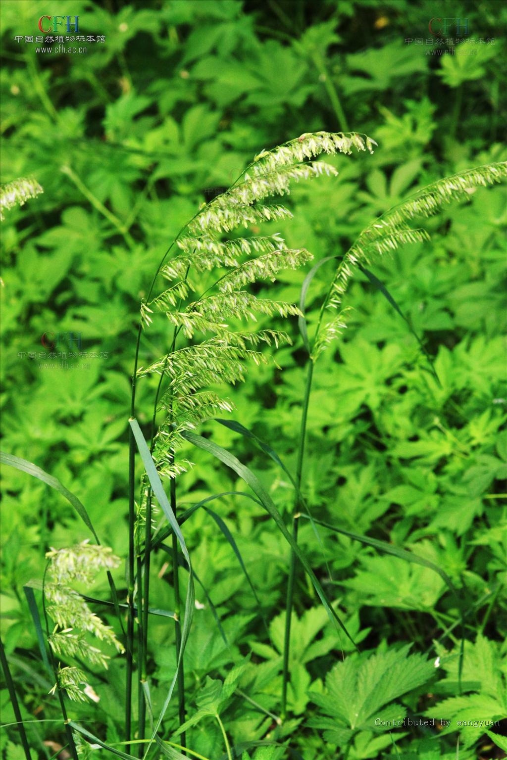  p>大臭草是属于 a href="#" data-lemmaid="15788649">禾本科臭草 /a