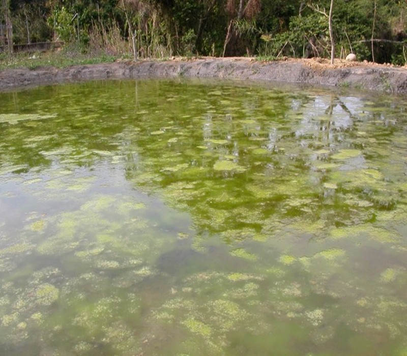 半饰水绵