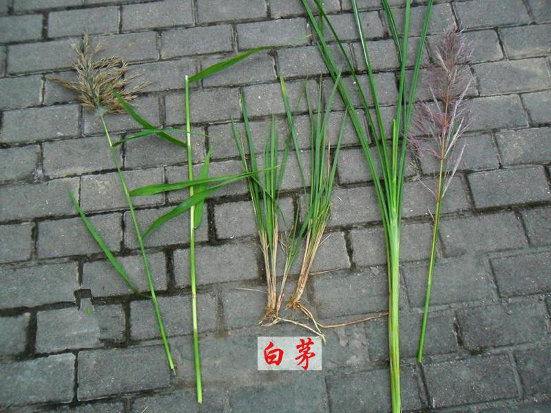 白茅草根