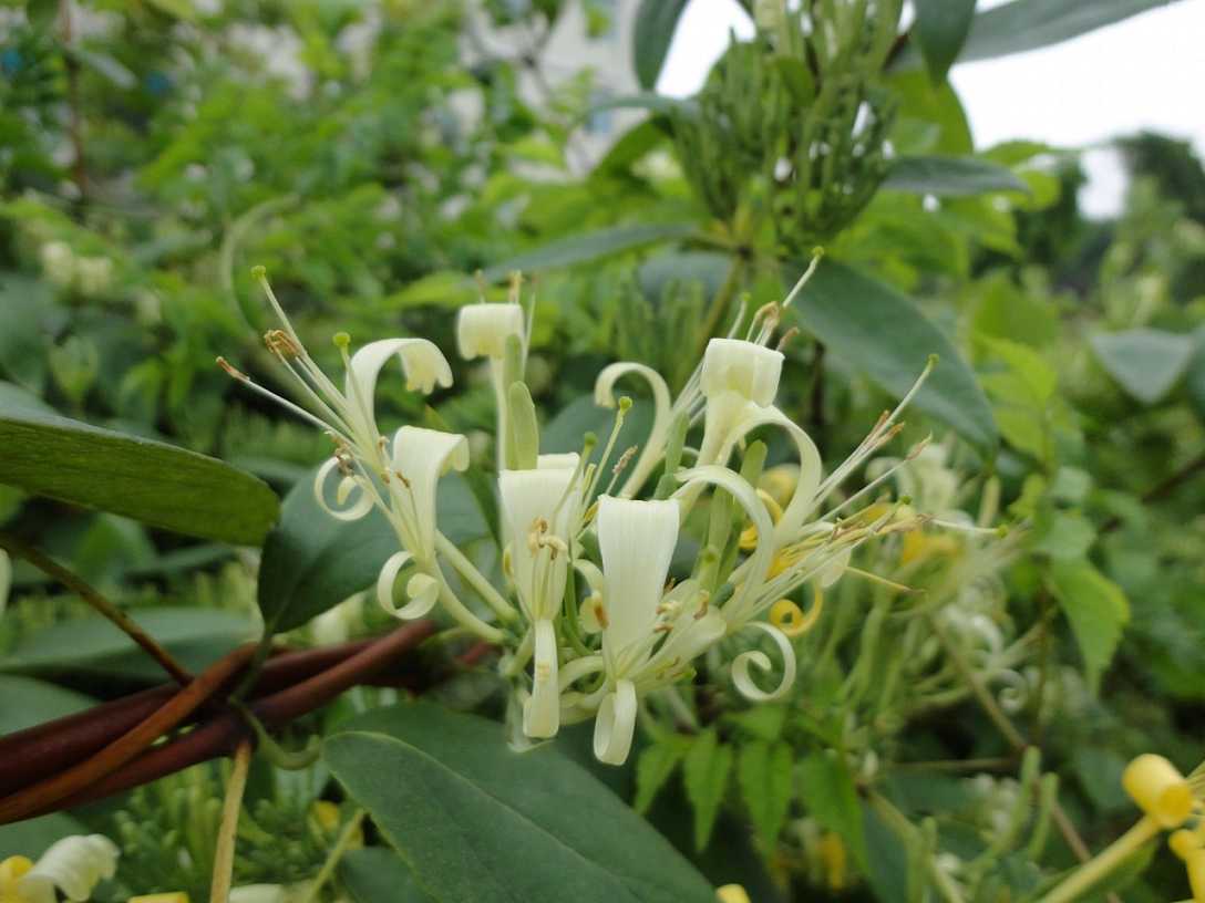 p> b>毛药忍冬 /b>(学名: i>lonicera serreana /i>)为忍冬科忍冬属