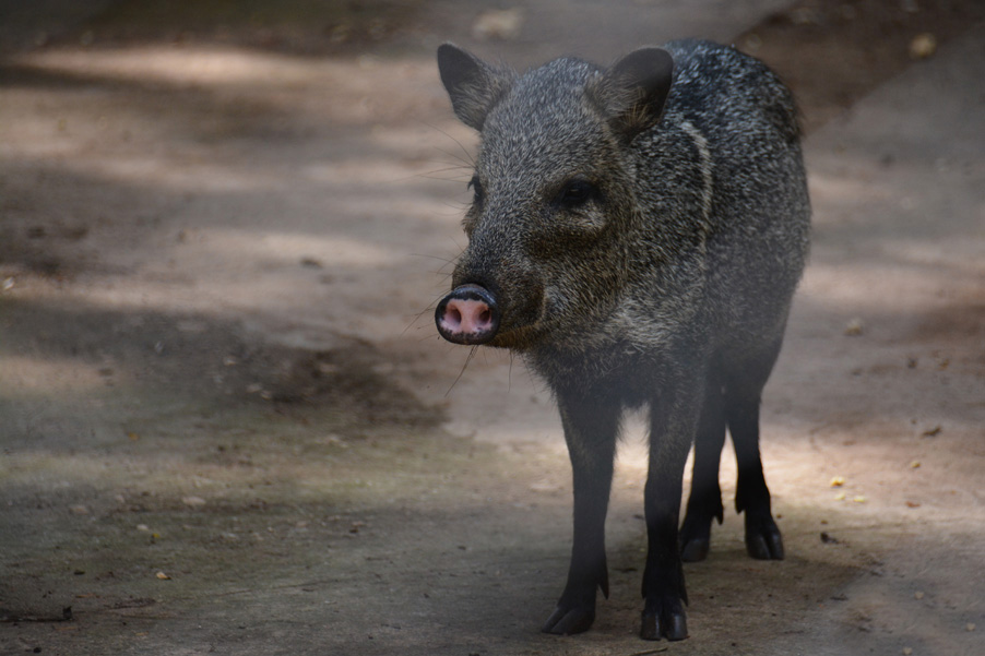  p>领西猯(学名: i>pecari tajacu /i>):是哺乳纲,西猯科的野猪,属于