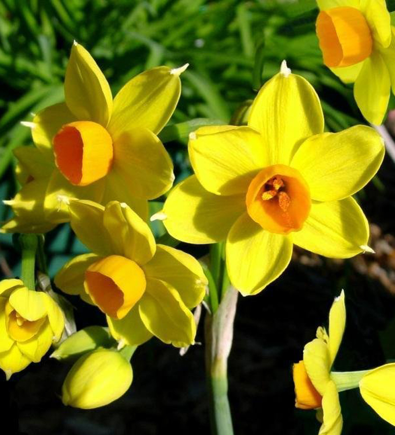  p>多花水仙(学名: i>narcissus tazetta /i> l.