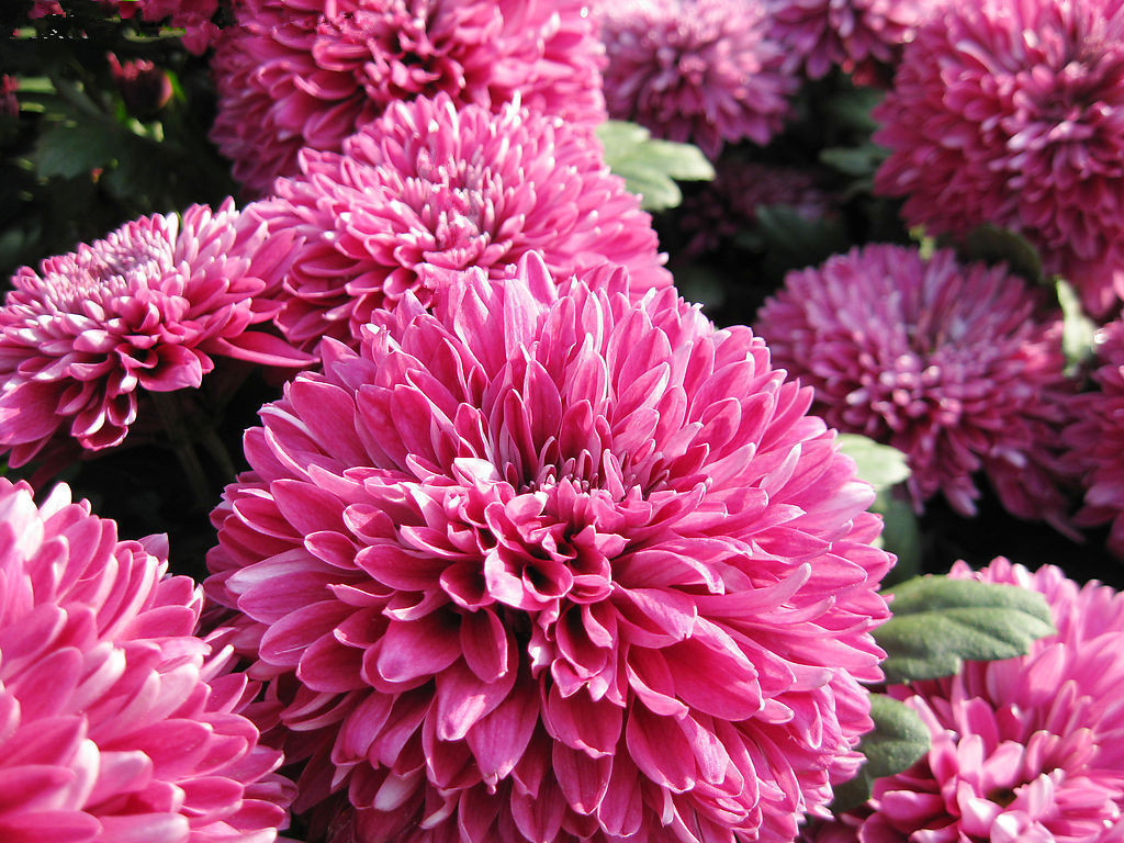  p data-id="t1w3ro7nwf3f">管子花类(舌状花为管瓣):  /p>