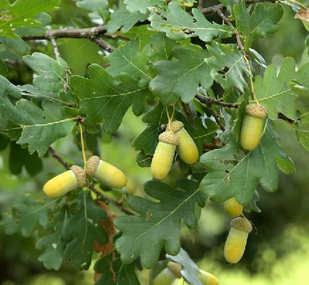  p>夏栎(学名: i>quercus robur /i> l.