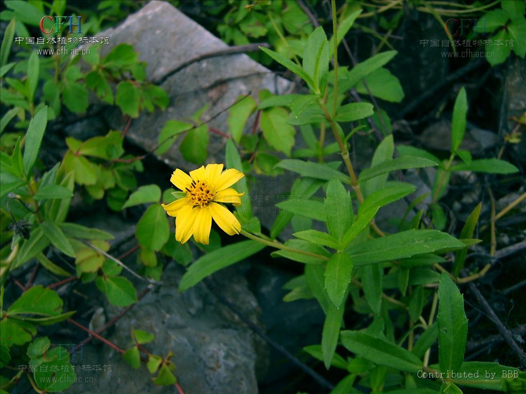  p>卤地菊,中药名.