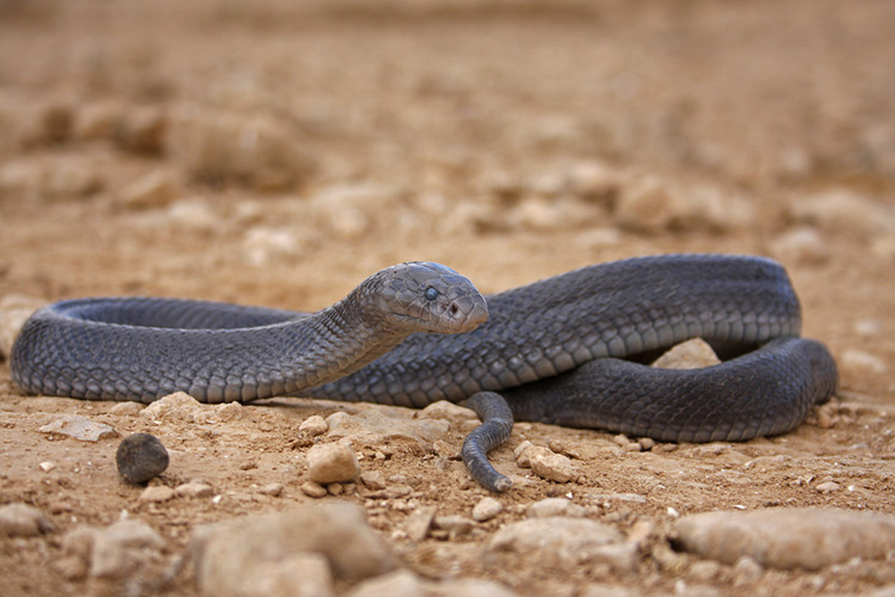 沙漠眼镜蛇
