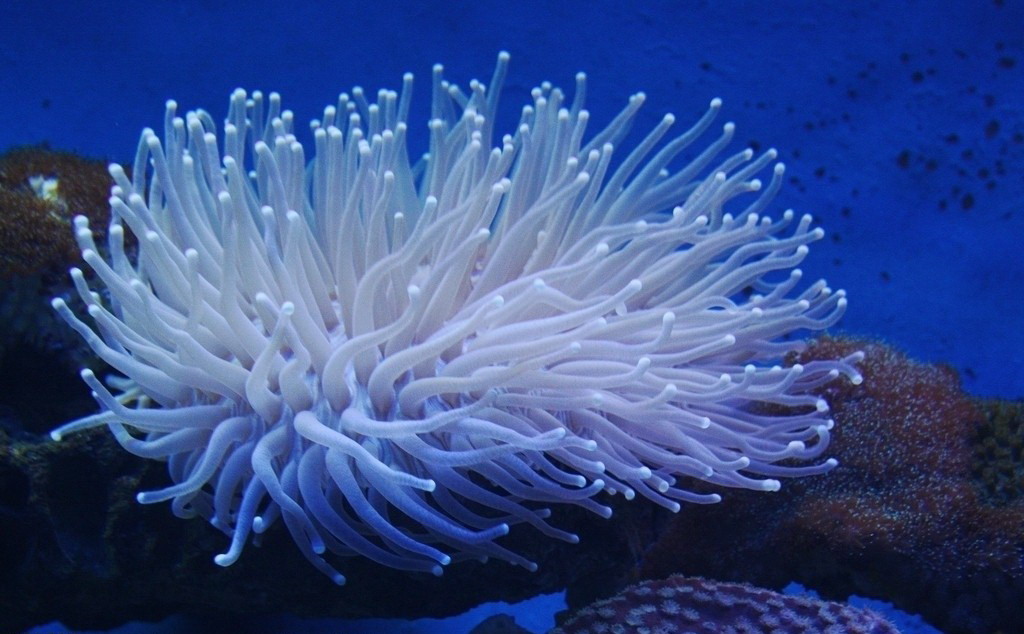  p>这种珊瑚总是单独的,并有一个 a href="#">正方形 /a>到 a href="