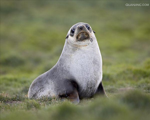  p>南极毛皮海狮(学名:arctocephalus gazella)又叫 a target="_blank