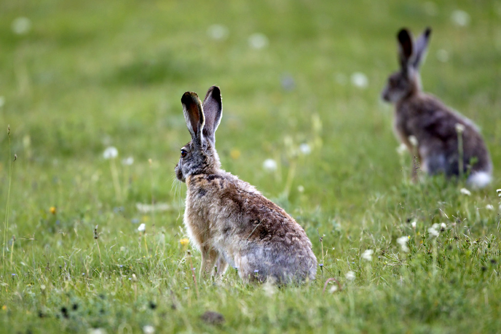 新疆维吾尔自治区