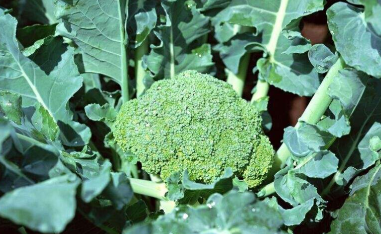 怎样种植西兰花 百科ta说