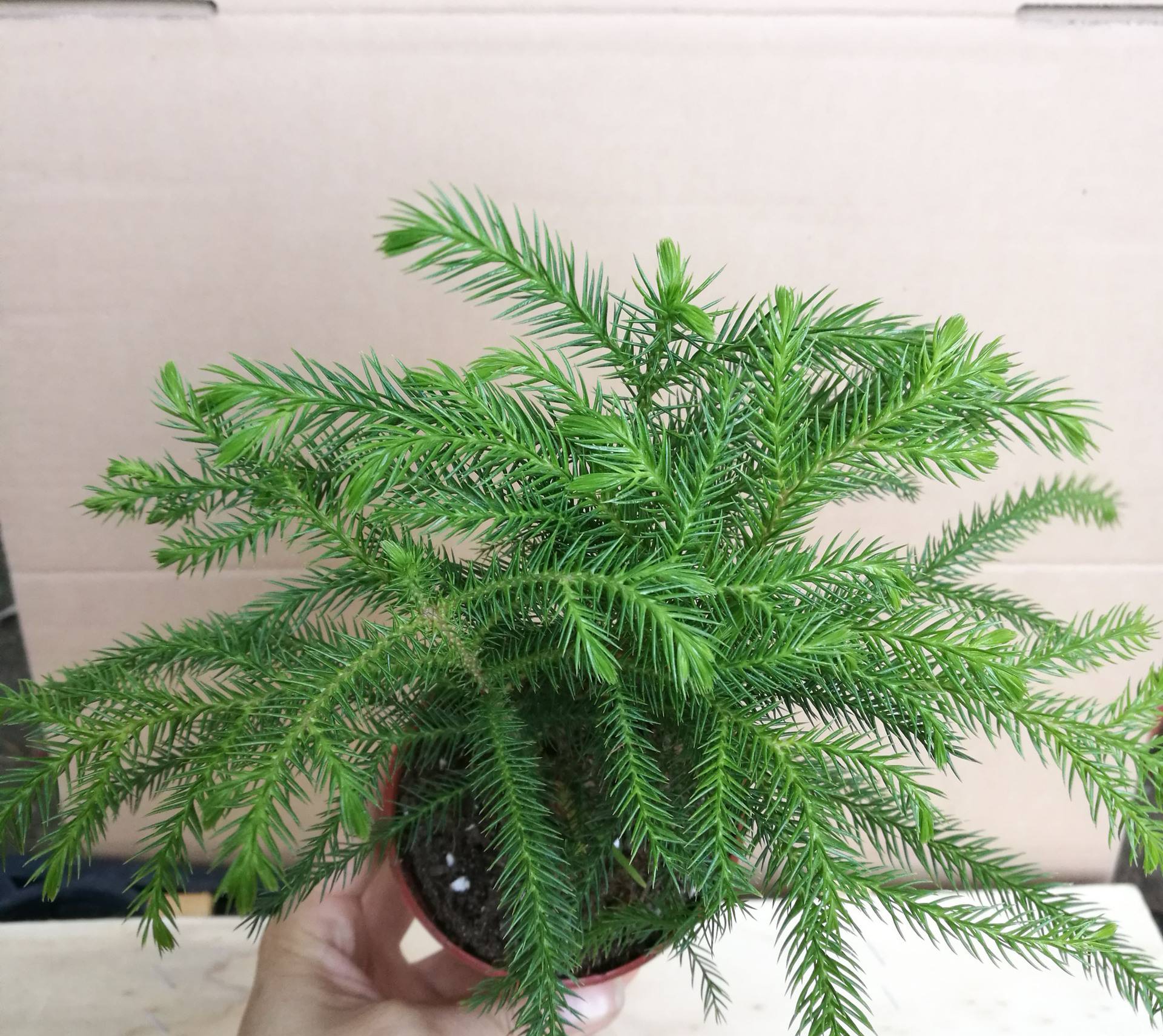  p>南洋杉(拉丁学名: i>araucaria cunninghamii /i> sweet),是 a