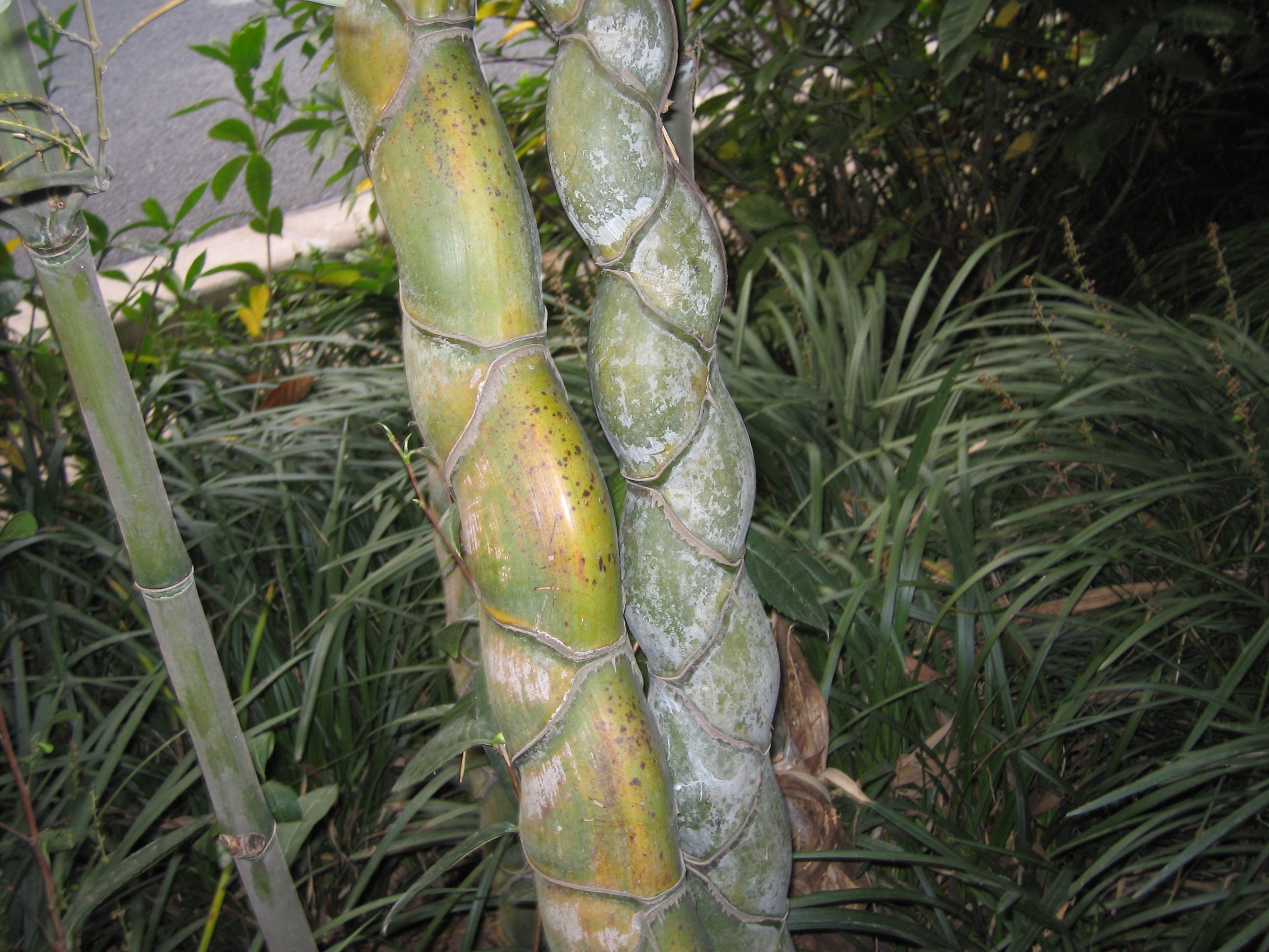  p>龟背竹(学名: i>monstera deliciosa /i> liebm.